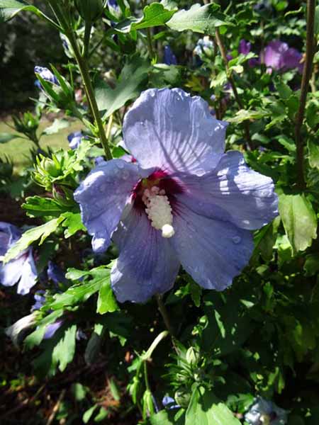 Altheastruik - Tuinhibiscus| Hibiscus-syriacus-Oiseau-Bleu