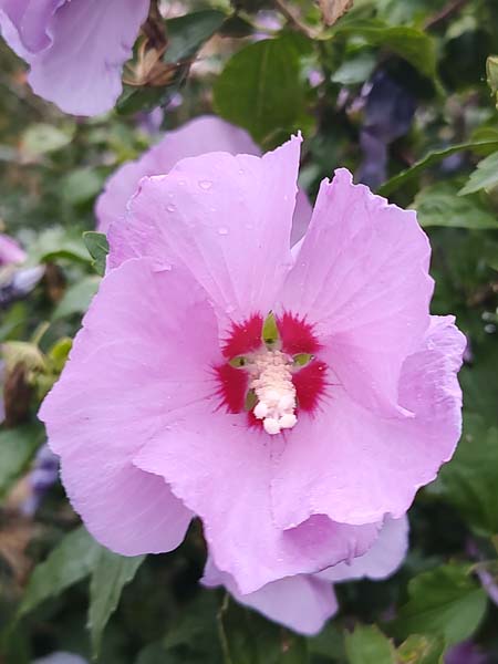 Altheastruik - Tuinhibiscus | Hibiscus syriacus