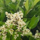 Haagliguster | Ligustrum ovalifolium
