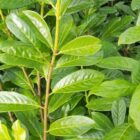 Laurierkers | Prunus lauroceracus ‘Novita’ | In pot 3L | Hoogte 40-60cm Laurierkers | Prunus lauroceracus 'Novita'