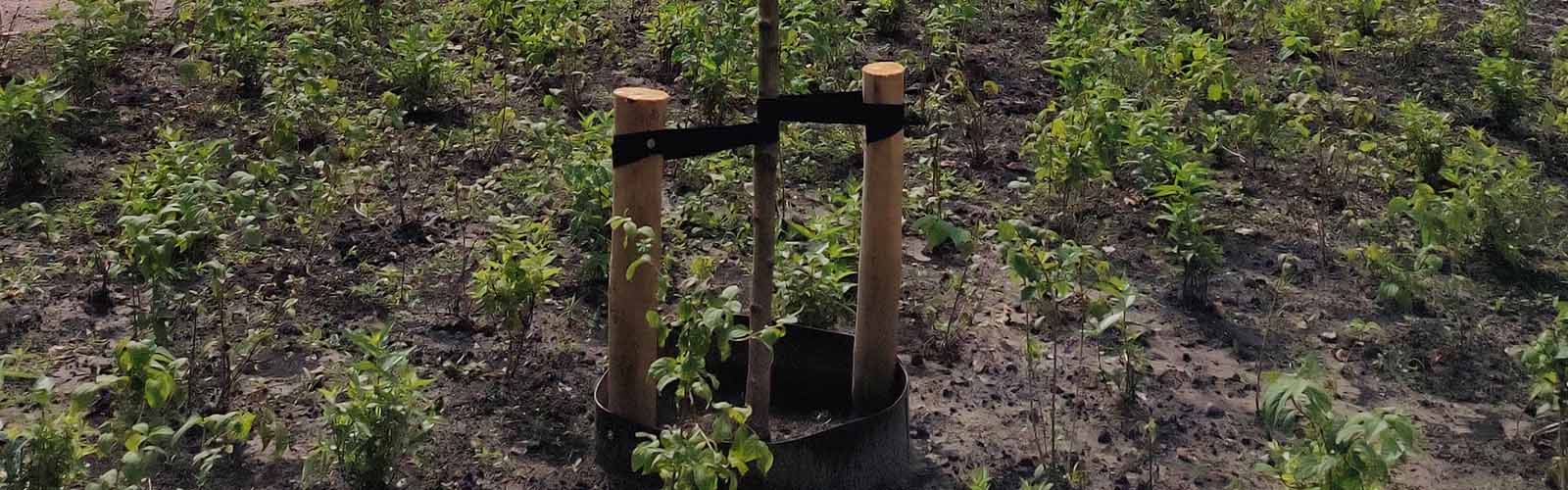 Aanplanten najaar en winter | Struiken en bomen met kluit en kale wortel