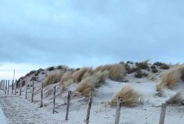 Struiken voor je tuin langs de kust