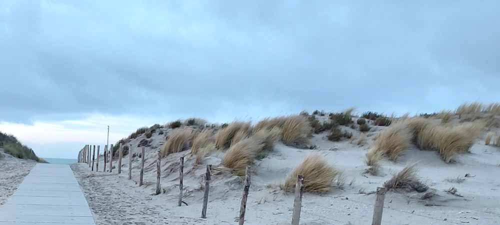 Struiken voor je tuin langs de kust Struiken voor je tuin langs de kust