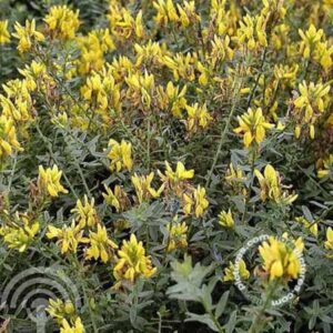 Verfbrem | Genista tinctoria 'Royal Gold'