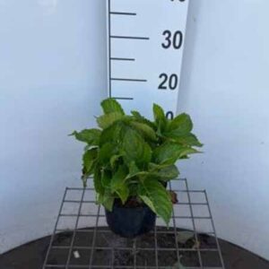 Hortensia - bolvormig | Hydrangea macrophylla ‘Renate’