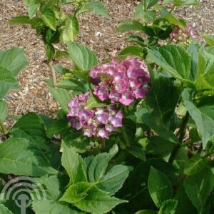Hortensia - bolvormig | Hydrangea macrophylla ‘Renate’