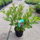 Weigelia | Weigela 'Red Prince' | In pot 3L | Hoogte 40-50cm Weigelia | Weigela 'Red Prince'