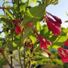 Weigelia | Weigela 'Red Prince' | In pot 10L | Hoogte 50-60cm Weigelia | Weigela 'Red Prince'