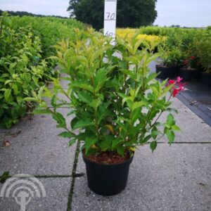 Weigelia | Weigela 'Red Prince'