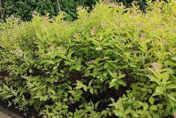 10 onderhoudsarme struiken voor je tuin