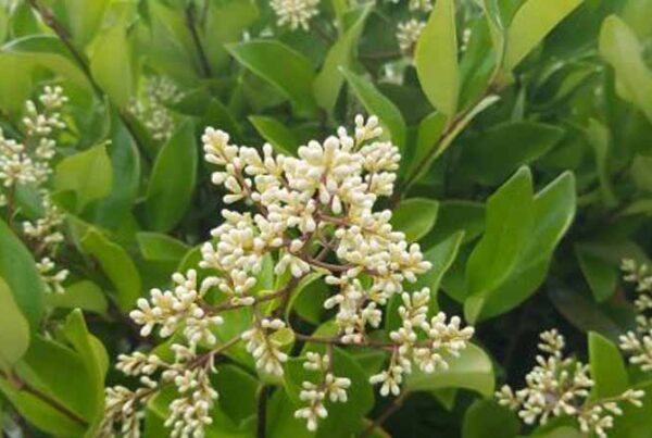 Liguster, ligustrum