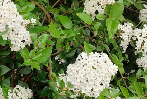 Virburnum | Sneeuwbal | Gelderse roos