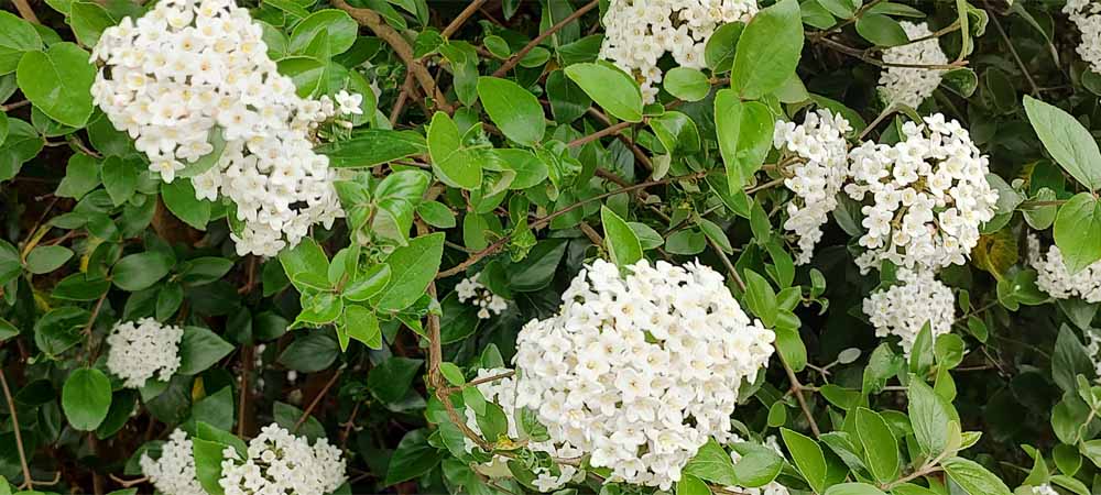 Viburnum een sierlijke en robuuste keuze voor in je tuin Virburnum | Sneeuwbal | Gelderse roos