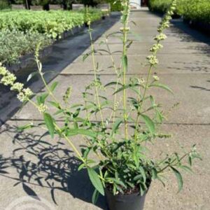 Vlinderstruik | Buddleja davidii 'White Profusion'