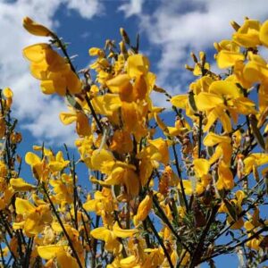 Brem | Cytisus scoparicus 'Vanesse'