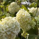 Viburnum opulus Roseum