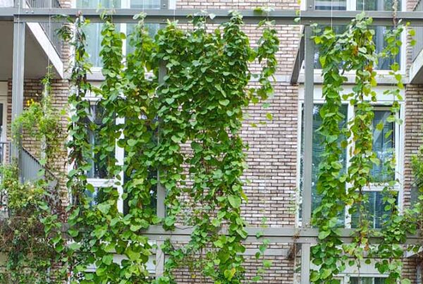 Met klimplanten kun je meer dan je denkt