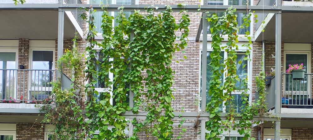 Met klimplanten kun je meer dan je denkt