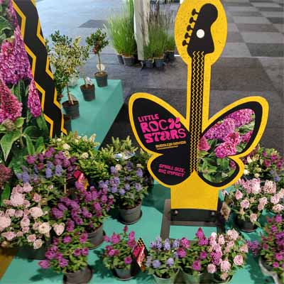 nieuwe soorten Buddleja davidii Little Rockstar
