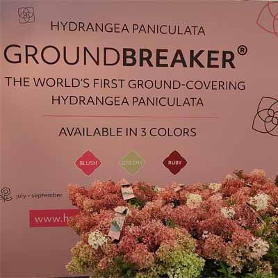 nieuwe soorten Hydrangea paniculata Groundbreaker