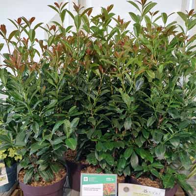 Prunus lauroceracus On Fire