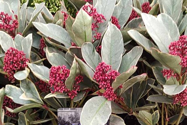 15 middelgrote struiken voor schaduwrijke plaatsen | Skimmia