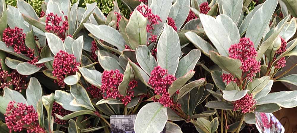 15 middelgrote struiken voor schaduwrijke plaatsen 15 middelgrote struiken voor schaduwrijke plaatsen | Skimmia