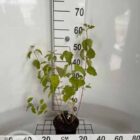 Rode kornoelje | Cornus sanguineum 'Winter Beauty'