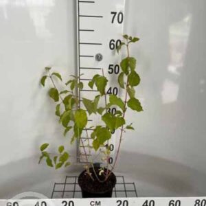 Rode kornoelje | Cornus sanguineum 'Winter Beauty'