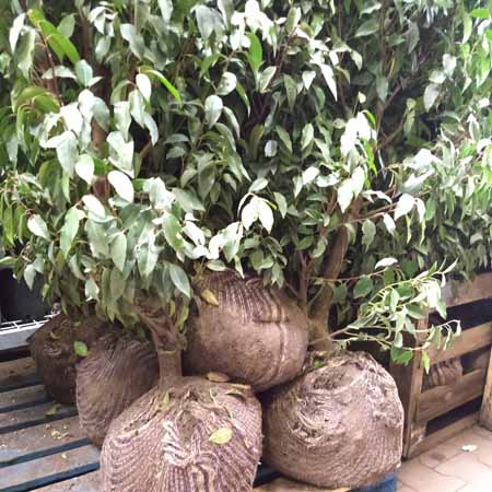 Struiken Planten met kluit in jute