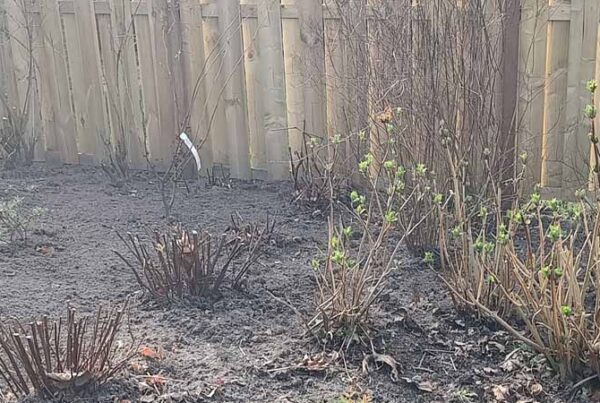 Tuinonderhoud in het najaar – hét moment om bomen en struiken te planten
