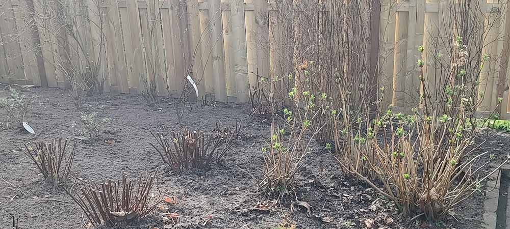 Tuinonderhoud in het najaar – hét moment om bomen en struiken te planten