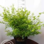 Japanse esdoorn | Acer palmatum 'Seiryu'