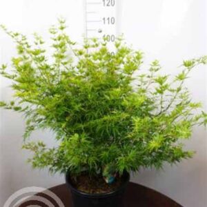 Japanse esdoorn | Acer palmatum 'Seiryu'