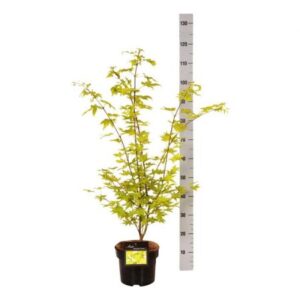 Esdoorn | Acer shirasawanum 'Jordan'