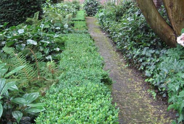 Het gebruik van struiken in je beplantingsontwerp van de tuin