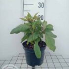 Fluweelhortensia | Hydrangea aspera 'Macrophylla' | In pot 3L | Hoogte 20cm Fluweelhortensia | Hydrangea aspera 'Macrophylla'