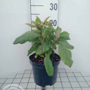 Fluweelhortensia | Hydrangea aspera 'Macrophylla'