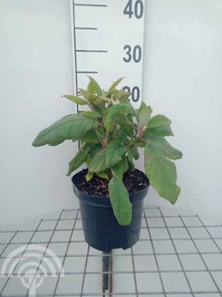 Hydragea aspera macrophylla C3 6x4 Fluweelhortensia | Hydrangea aspera 'Macrophylla'