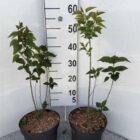 Gewone sering | Syringa vulgaris