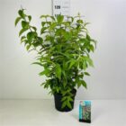 Bruidsbloem | Deutzia hybrida 'Strawberry Fields' | In pot 7,5L | Hoogte 100-125cm Bruidsbloem | Deutzia hybrida 'Strawberry Fields'