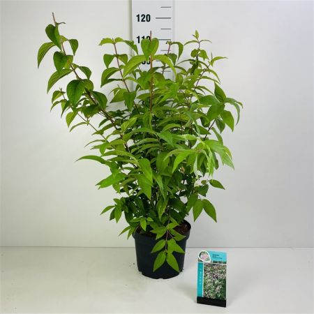 Deutzia-hybrida-Strawberry-Fields C5 45x45 Bruidsbloem | Deutzia hybrida 'Strawberry Fields'