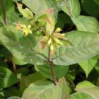 Diervilla | Diervilla lonicera 'Dilon'