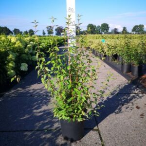 Boerenjasmijn | Philadelphus 'Lemoinei'