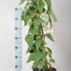 Kiwi (zeflbestuivend) | Actinidia deliciosa 'Jenny'
