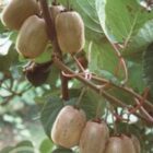 Kiwi (zeflbestuivend) | Actinidia deliciosa 'Jenny'