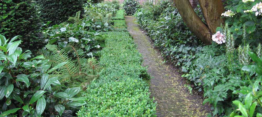 Het gebruik van struiken in je beplantingsontwerp voor de tuin