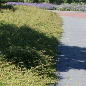Bodembedekkende struiken