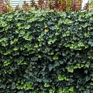 Groenblijvende klimplanten