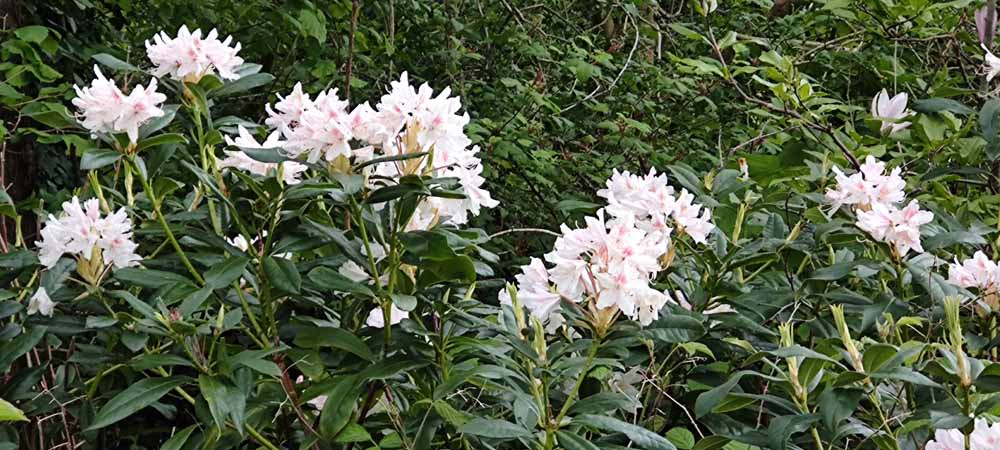 Rhododendron | Rhododendrons